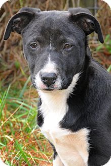 american staffordshire terrier australian cattle dog mix ... american staffordshire terrier australian cattle dog mix ...