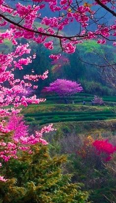 Beautiful cherry blossoms in a field of green • original source not found … Beautiful cherry blossoms in a field of green • original source not found …