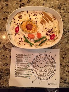 Plant and animal cell essay