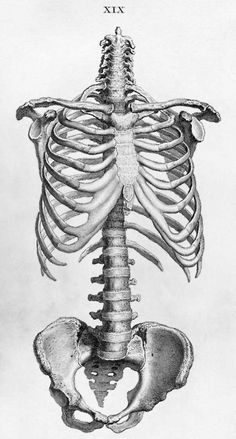 94 Tck, innnnnnsssspiratiation ideas | skeleton drawings, skeleton