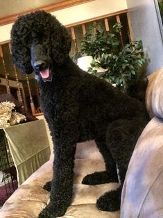 10 Meilleures Idees Sur Caniche Royal Noir Caniche Royal Noir Caniche Royal Caniche 10 Meilleures Idees Sur Caniche Royal Noir Caniche Royal Noir Caniche Royal Caniche