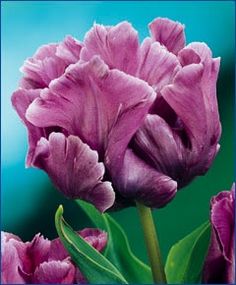Spring Flowering Garden Bulb UK-Gardens Pack of 50 Blue Parrot Tulip Bulbs