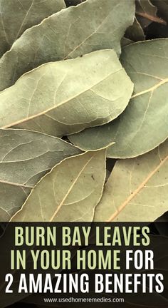 Bay leaf és prostatitis