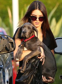 110 #Celebrities also love #Great #Dane ideas | great dane, dane
