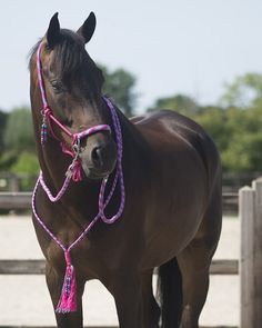 bitless headstall indian bosal burgundy indian bosal bitless bridle set reins custom tack bridle set bitless bridle
