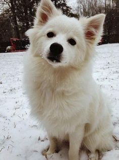 american eskimo dog price in india standard american eskimo dog the standard american eskimo dog is american eskimo dog price in india standard american eskimo dog the standard american eskimo dog is