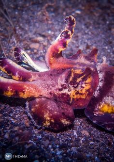 51 best seahorses and