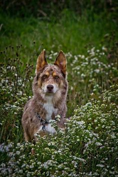 Types Of Dog Training Available Sydney Types Of Dog Training Available Sydney