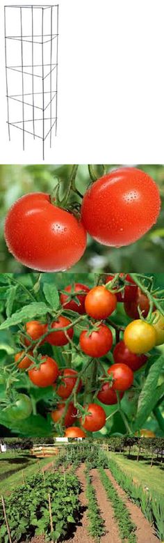 Large 30 H 3 Pack Tomato Plant Support Garden Cage for Vegetables Climbing Plants Cucumbers Peony