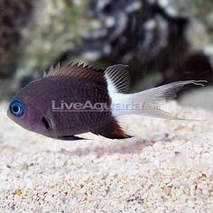 15 best chromis images