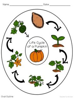 life cycle of a pumpkin