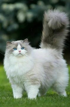 19 Fantastiche Immagini Su Gatto A Pelo Lungo Cute Kittens Dog