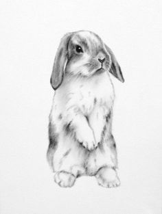 pencil bunny from eatsleepdraw animals and other critters to color