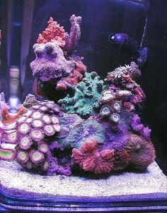 411 best fish tanks