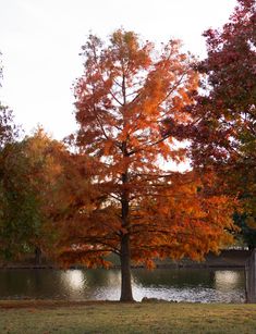 65 Best Trees In North Texas Images On Pinterest 2018 Shrubs Bald Cypress Tree Fall Color Available At Treeland Nursery In Gunter Tx