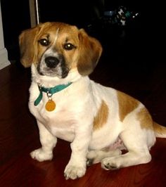Beagi Dog Breed Information And Pictures Champion Beagle