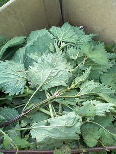 Ce plante medicinale pentru varice ajută la vindecarea bolii?
