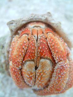 45 best fish images