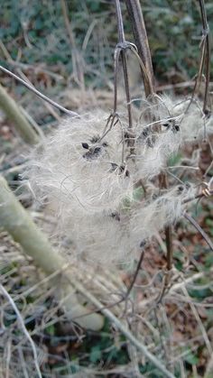 FREE S/&H 20 SEEDS OLD MAN BEARD Clematis Vitalba