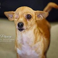Pin By Ladybugsintheattic On Fur Kids Looking For A Forever Home