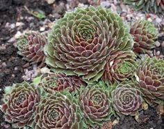 Semperviven 2 Kindel Sempervivum Little Gr.M