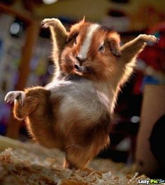 Dancersdancing Animals Cute Animals Baby Animals Funny Animals Animal Babies Dancersdancing Animals Cute Animals Baby Animals Funny Animals Animal Babies