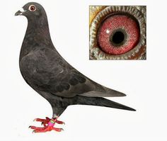 Racing Pigeon Breeding Books Free Download Racing Pigeon Breeding Books Free Download