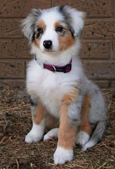 55 best cutest dogs
