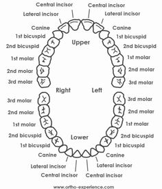 teeth numbering