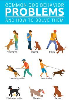 Common Dog Behavior Problems And How To Solve Them Dog Behavior