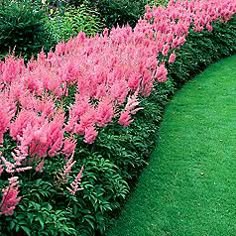 Our Favorite Shade Garden Perennials Plants And Gardens Astilbe In A Border Makes Fabulous Show Grows Equally Well Full Sun