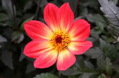 160 Dahlias Ideas Dahlia Dahlia Flower Plants