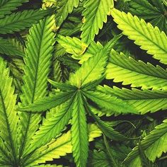 Tammy Pettigrew (thecannabiscutie) on Pinterest Cannabis Lung Weed THC Hemp Marijuana T skjorte med