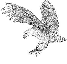 wedge-tailed eagle Colouring Pages | Eagles | Pinterest | Wedge ... wedge-tailed eagle Colouring Pages | Eagles | Pinterest | Wedge ...