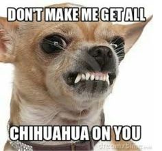 not sure if i'm shaking because i'm cold or have to poop happy 7c9b9c278d38b53dd2bfa94bfe4353fc boy or girl chihuahua puppies not sure if i'm shaking because i'm cold or have to poop happy