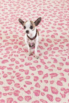 29 Best Dash Albert Cottage Chic Images On Pinterest Chalet Fab Pink Leopard Print Rug From Dash Albert