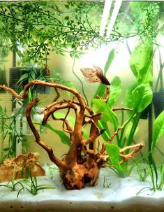 42 best aquatics images