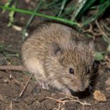 vole bait station