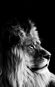 black and white photos hd wallpapers lion black and white