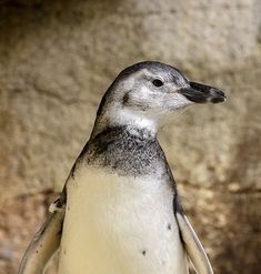 55 best animals at