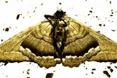 45 Ideas De Fuera Bichos Trucos Insecticidas Naturales Trucos De Limpieza