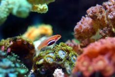 59 best saltwater aquarium