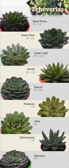 Types Of Succulents Plants, Planting Succulents Indoors, Growing Succulents, Cactus And Succulents, Succulents Garden, Cactus Plants, Indoor Plants, Planting Flowers