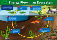 118 best flash biology images on pinterest ap biology biology