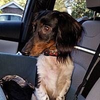 Pin By Christy Hartzler On Daschunds Dachshund Adoption Pet