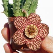 Orbea Variegata Pink Pembe Sukulent Cicek Kaktusler Ve Sukulentler