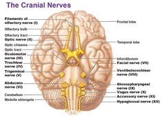 What are some human sexlinked disorders