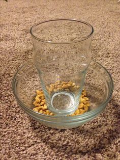 Why Is My Cat Pawing Food Out Of Bowl Why Is My Cat Pawing Food Out Of Bowl