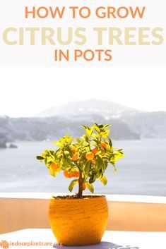 Once You Start Growing Citrus Trees In Pots Simply Cannot Stop Growing Citrus Trees In Pots