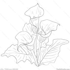 calla lily bouquet drawing calla lily dra